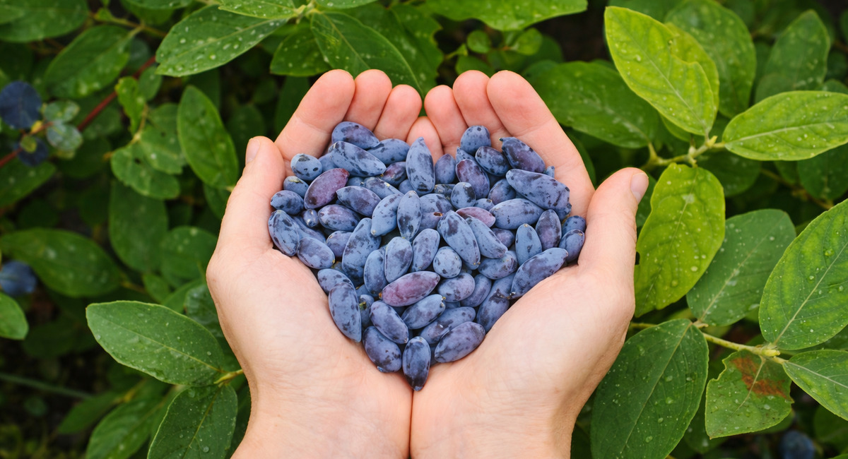 Неприхотливый, урожайный, ягодный: какой сорт жимолости не осыпается и слаще клубники