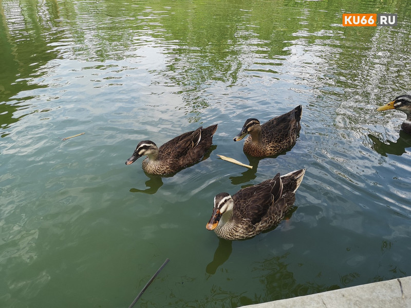 Россиянам назвали шесть способов отметить Международный день Земли