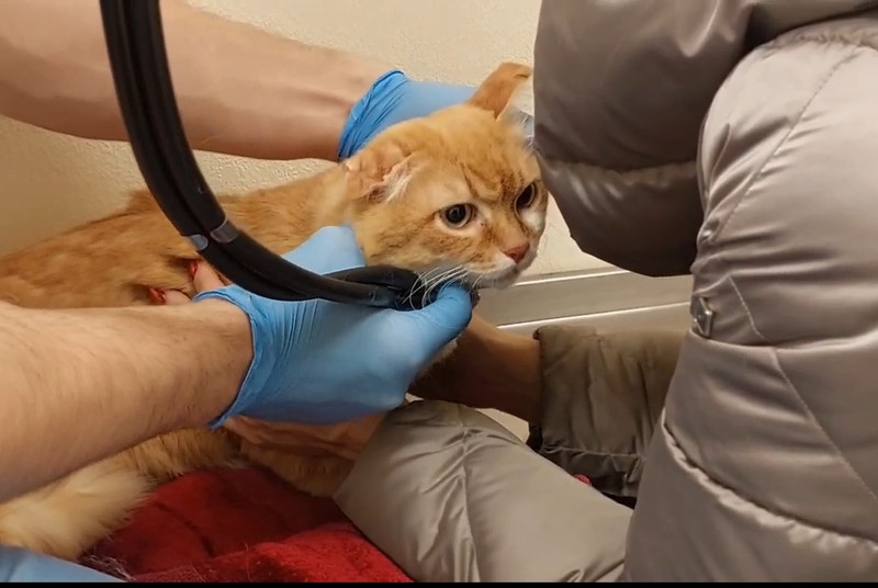 На Урале волонтёры спасли кота от живодёра. Рассказываем о его судьбе