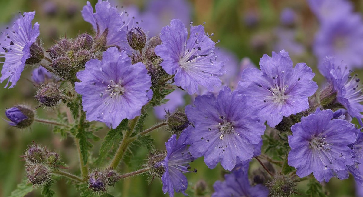 Фацелия: зачем нужна и как посеять - чудесное средство для лечения земли и не только