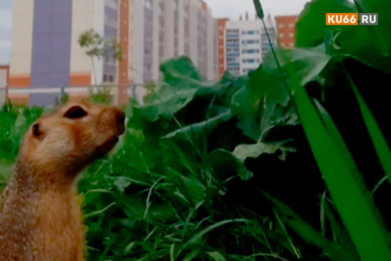 «Подумали что белка». В Каменске-Уральском на территории школы живут суслики. ВИДЕО