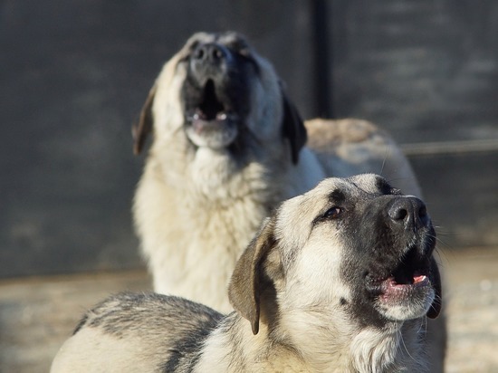 На свердловских школьников напала стая собак На свердловских школьников напала стая собак