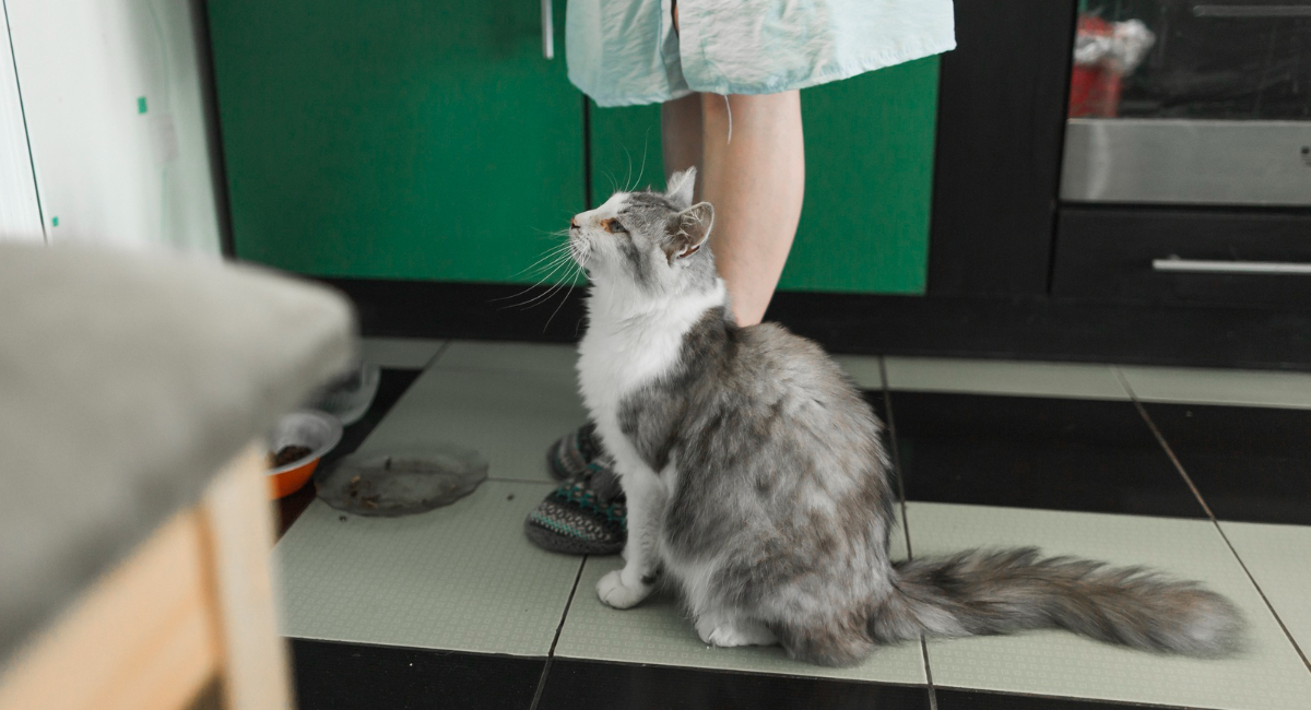 Почему кошки трутся о ноги: расшифрован главный кошачий ритуал