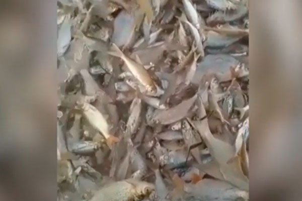 «Их убили током»: водоём с мертвой рыбой обнаружили в Башкирии