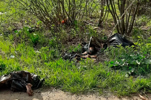 Жители сада под Каменском-Уральским нашли у дороги отрезанные коровьи головы
