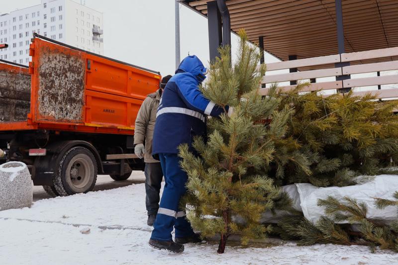 «Спецавтобаза» вывезла ёлки жителей Каменска-Уральского и переработала их в щепу | Новогодние ёлки жителей Каменска-Уральского переработаны в щепу