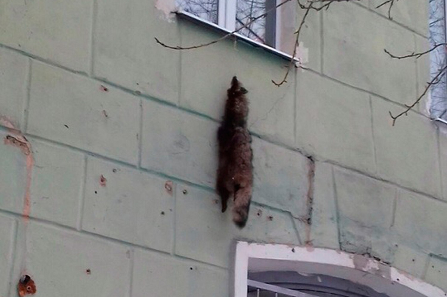 Висит туша, нельзя скушать: жителей Каменска-Уральского возмутила шкура животного, вывешенная кем-то за окном. Оказалось, это «шубка» енота