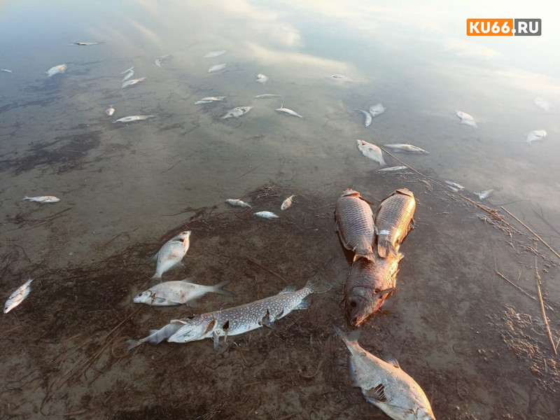 На озере Шаблиш под Каменском-Уральским массовый замор рыбы. ВИДЕО