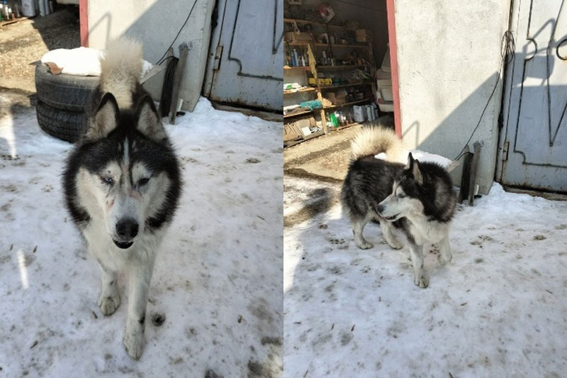 В Свердловской области собака покусала детей и хозяина, животное стало объектом уголовного дела | В поселке Светлый собака напала на детей и хозяина