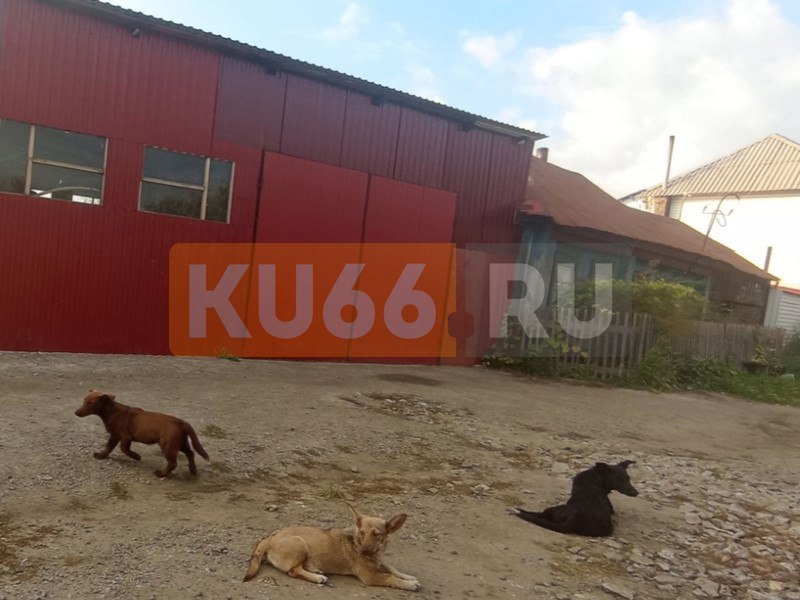 Стая собак в Каменске-Уральском уже два года кошмарит жителей — они кусают детей и нападают на домашних животных | Бездомные собаки два года терроризируют жителей Каменска-Уральского