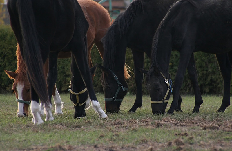 В России займутся производством искусственной конины В России займутся производством искусственной конины