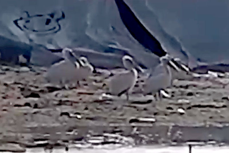 Редкие гости: пеликаны заселились в Каменске-Уральском, удивляя местных жителей. Видео | На Урале на городской свалке заметили пеликанов