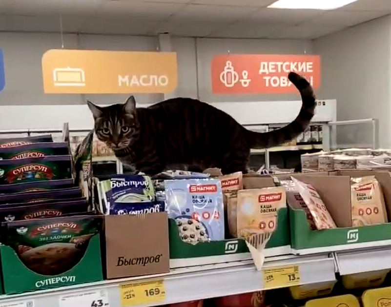 Пушистый сотрудник: в каменском супермаркете завелся котик | В магазине Каменска-Уральского завелся кот