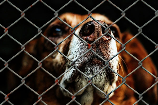 Спасение собак в Перми: волонтёры вынесли животных со станции помощи | Волонтёры эвакуировали собак со станции помощи в Перми 