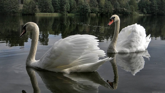 На водоеме под Каменском-Уральским нашли обессиленного и замерзшего лебедя-шипуна - до весны он будет под присмотром специалистов