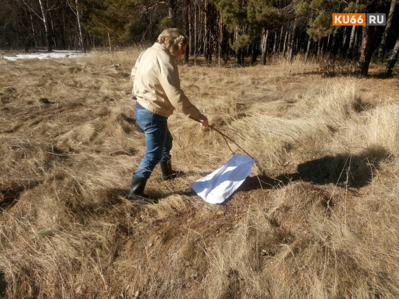 В Каменске-Уральском на придомовых территориях, находящихся в управлении КУДЕЗ, клещей нет! В Каменске-Уральском на придомовых территориях, находящихся в управлении КУДЕЗ, клещей нет!
