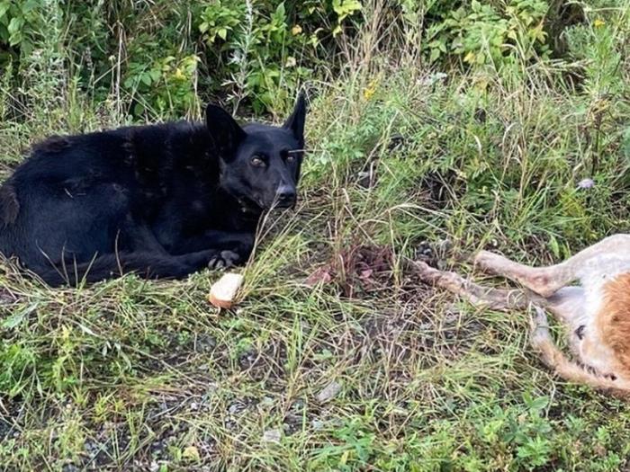 Словно Хатико: в Каменске-Уральском пес два дня не уходит с железнодорожной станции после гибели друга | В Каменске-Уральском у железнодорожной станции найден пес, который второй день не покидает погибшего товарища