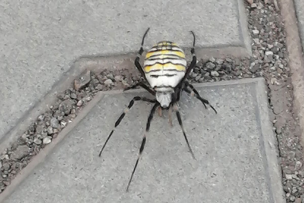 Редкого паука заметили жители Каменска-Уральского