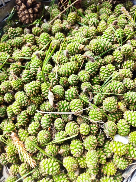 «Война за сосновые шишки»: уральцы жалуются на нехватку шишек в лесах из-за ранних сборщиков   | В уральских лесах идет «война» за сосновые шишки