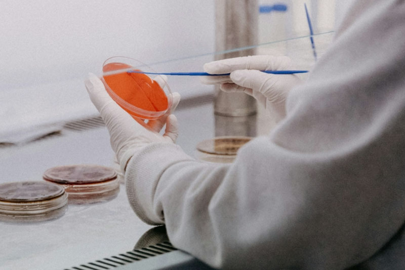 Российские ученые выращивают искусственный мозг в пробирке | В России научились выращивать искусственный мозг