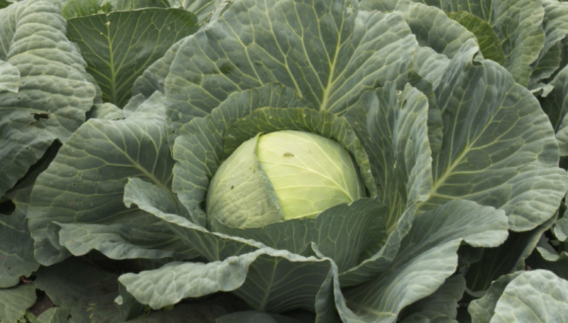 В Каменске-Уральском продолжают сбор урожая