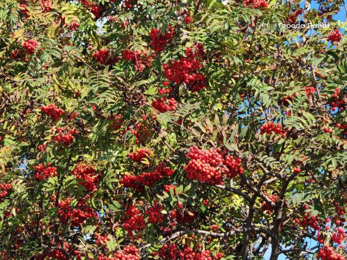 Не покупай дорогое и не сватайся: что можно и нельзя делать 9 сентября в Пименов день | Россияне 9 сентября отметят Пименов день