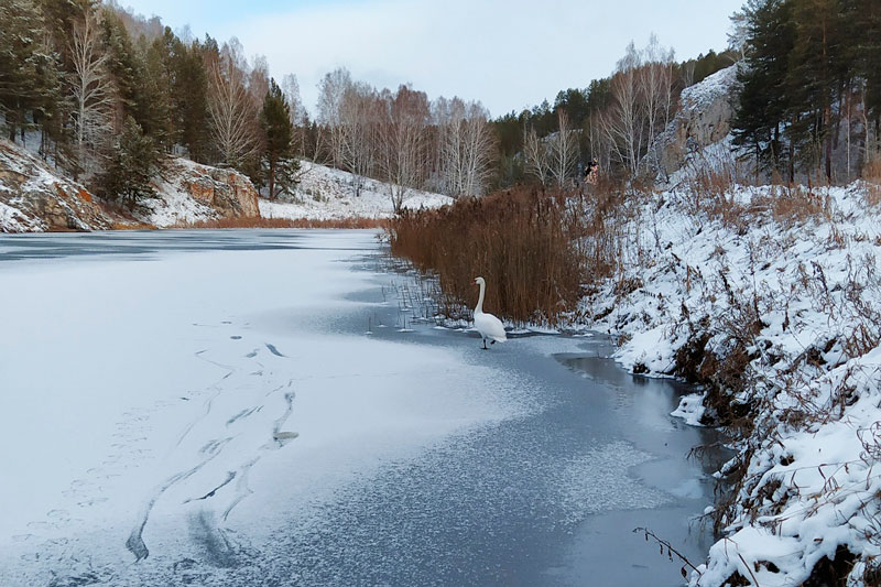 По крайней мере, пытался: мужчина ловил на реке в Каменске-Уральском «серую шейку» - лебедь чуть не вмерз в лед, но от спасения… убежал!