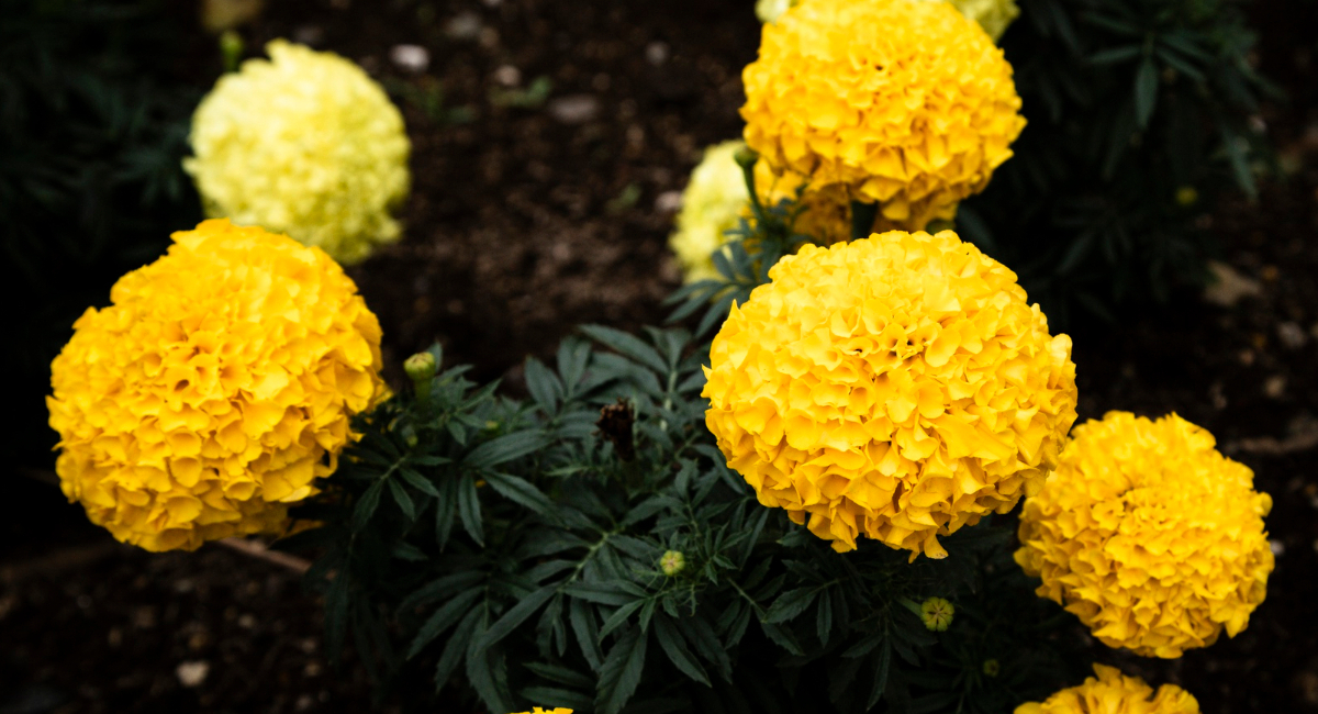 Раскидываю 1 горсть семян на клумбу: все лето радуюсь морю из 1000 цветов  — райский уголок одним махом