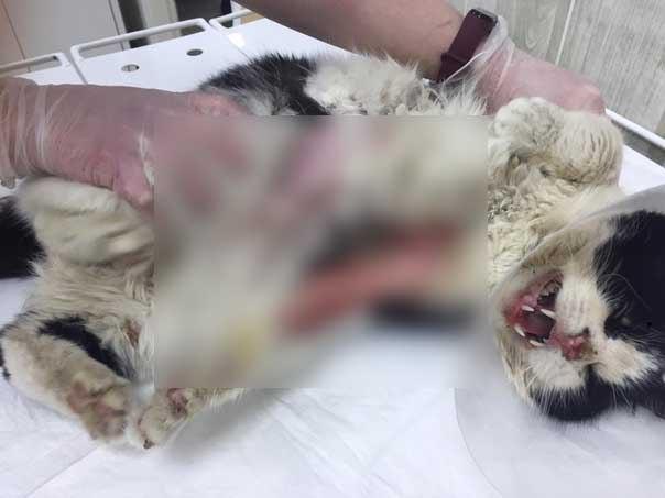 В окрестностях Каменска-Уральского нашли кота, которого неизвестные ошпарили кипятком и выбросили на мороз умирать. Пушистик жив, но... В окрестностях Каменска-Уральского нашли кота, которого неизвестные ошпарили кипятком и выбросили на мороз умирать. Пушистик жив, но...