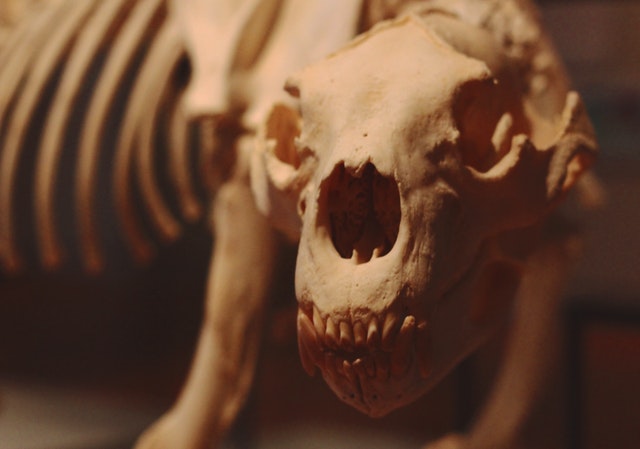 Кости, найденные в доме пропавшей новгородской девочки, не принадлежат человеку