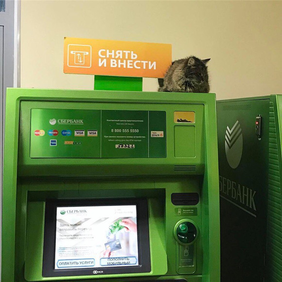 Дает себя гладить и благодарно мурлычет: в банке в Каменске-Уральском поселился кот – спрятался от морозов и остался. Без еды не остается…