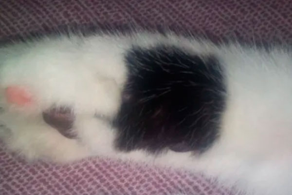 Челябинец обнаружил репродукцию картины “Черный квадрат” на лапе своего кота