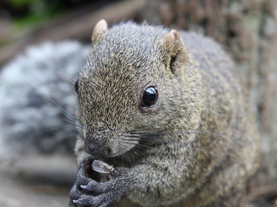 Японские биологи нашли белок, которые питаются мухоморами