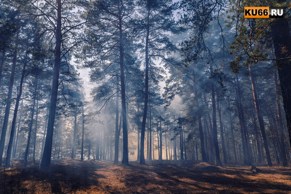 Пикники, которые устраивают жители Каменска-Уральского в последние дни, влекут за собой пожары - на днях горело у "Чистого ключа"