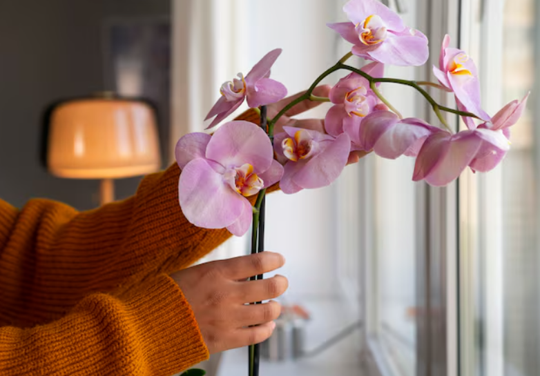 Отказалась от земли и частого полива — теперь орхидея стреляет бутонами: лайфхак для ленивых