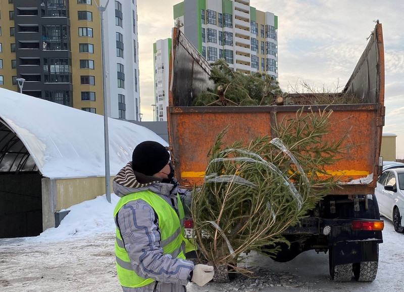 Жителям Каменска рассказали, как отдать ёлки на переработку