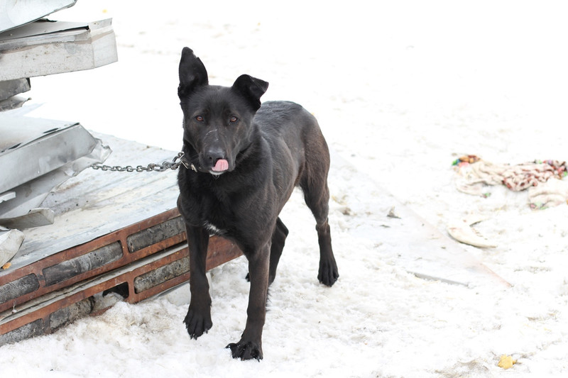 В преддверии весны стаи бродячих собак все чаще пугают каменцев. Публикуем актуальные телефоны, куда сообщать об опасных животных