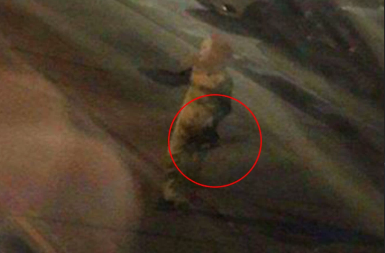 Страсти по «Оно»? Фотография, которую распространили в пабликах, относящихся к Каменску-Уральскому, «гуляла» по интернету еще три года назад