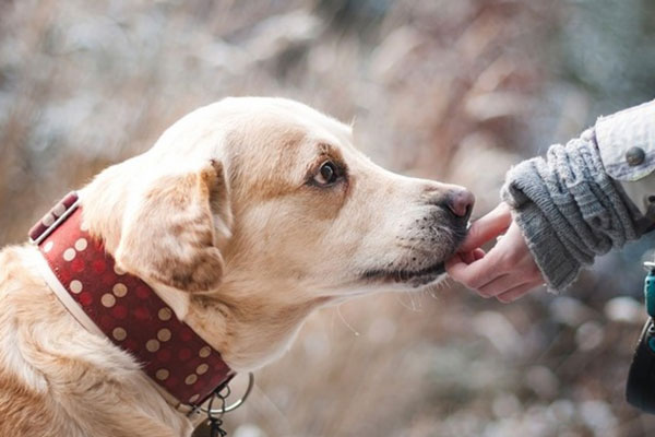 Кот в мешке: пять зоомагазинов в Свердловской области торгуют непроверенными препаратами | В Свердловской области выявили пять зоомагазинов, торгующих препаратами без лицензии Кот в мешке: пять зоомагазинов в Свердловской области торгуют непроверенными препаратами | В Свердловской области выявили пять зоомагазинов, торгующих препаратами без лицензии