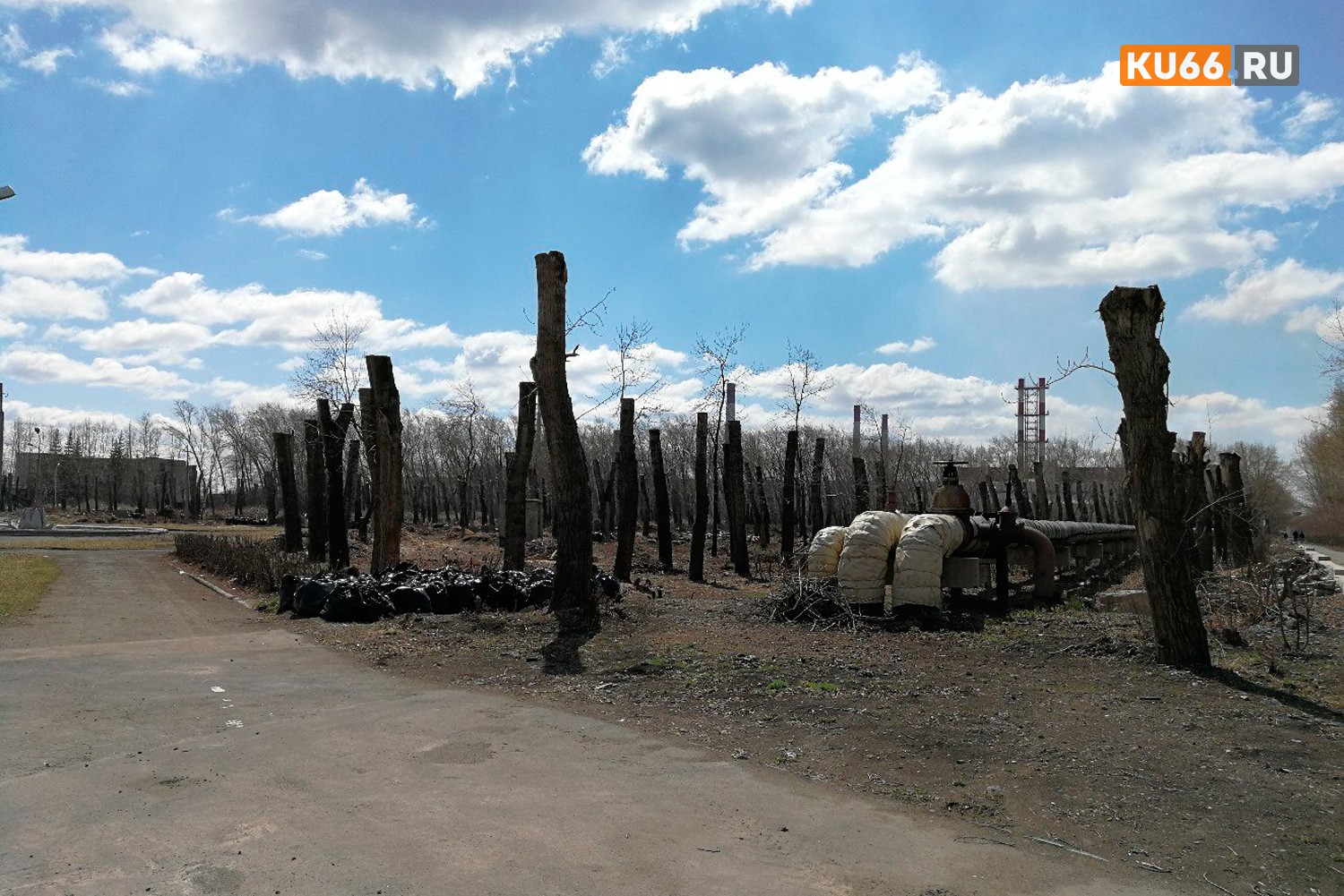 Жители возмущены, как власти «расправились» с тополиной аллеей в Каменске, а в мэрии отвечают невозмутимо: «Дрова забирайте бесплатно»