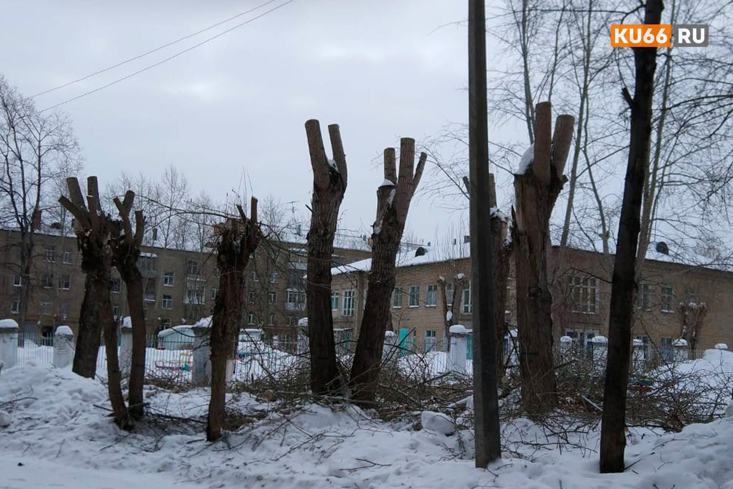 Жители Каменска-Уральского встали горой за деревья в своем дворе – говорят, что насаждения «корнают» незаконно. В ДЕЗе же говорят обратное