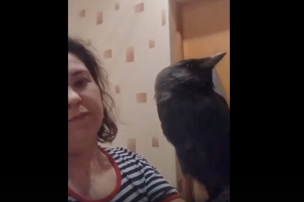 «Здравствуйте, приятно познакомиться». В вентиляции ванной у жительницы Каменска-Уральского пять дней просидел черный как уголь птенец