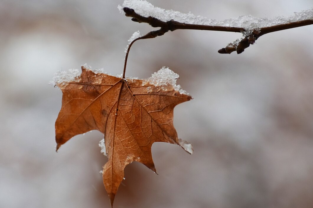 Известны регионы России, в которых ноябрь и декабрь будут аномально «летними»