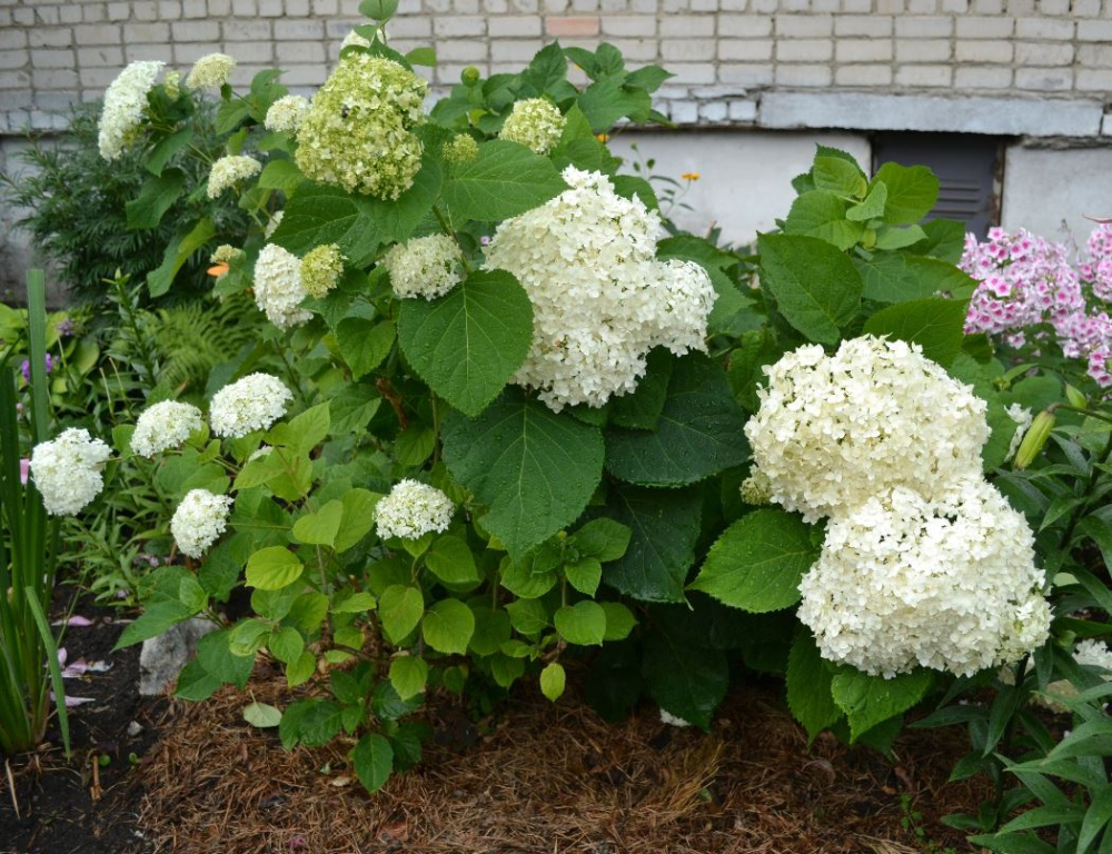 В Каменске-Уральском начался конкурс на лучшую клумбу | В уральском городе начался конкурс на лучшую клумбу