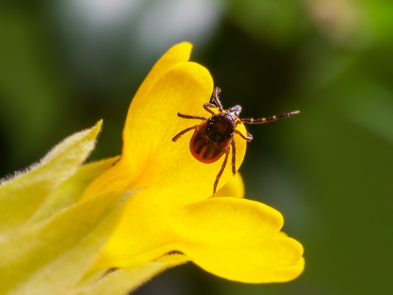 Свердловский специалист: «В увеличении численности клещей виноваты уральцы» | Свердловский медик рассказал, почему в повышенной клещевой активности виноваты люди