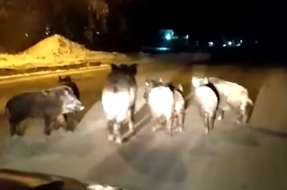 Бегут в свете фар, оглядываются и ничего не боятся. Житель Каменска-Уральского из своей машины снял стадо кабанов в деревне Волково