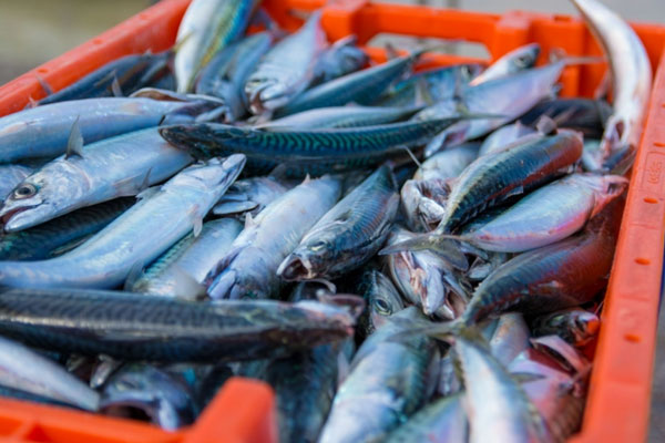 30 миллионов на рыбу! Как Свердловская область поддержит местных рыбоводов | В 2025 году рыбоводы Свердловской области получат более 30 млн рублей поддержки 30 миллионов на рыбу! Как Свердловская область поддержит местных рыбоводов | В 2025 году рыбоводы Свердловской области получат более 30 млн рублей поддержки