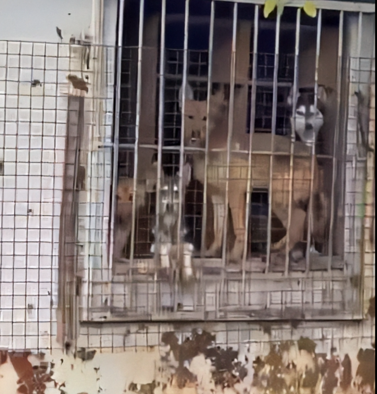 Цепи, грязь, печи: вагончики смерти для собак обнаружены в Свердловской области | В посёлке Балакино нашли до 70 собак в антисанитарных условиях 