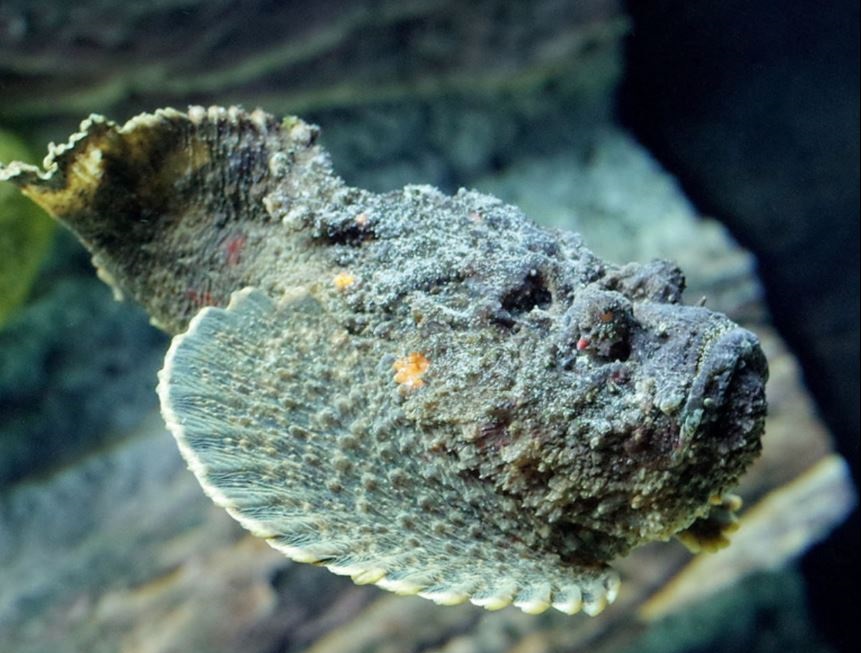 Загадочная рыба искусала российского туриста на Маврикии | Загадочная рыба из Индийского океана искусала российского туриста 