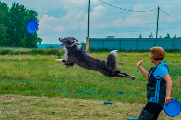 Собаки прыгали, летали, бегали. Спортсмены и их четвероногие друзья встретились в деревне под Каменском на чемпионате «У Каменных ворот»